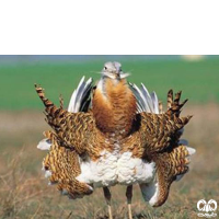 گونه میش مرغ Great Bustard